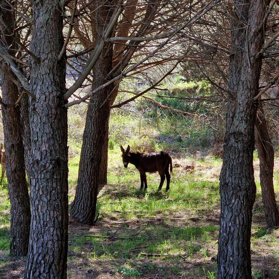 Agriturismo Il Drago Mirabella Imbaccari Kültér fotó