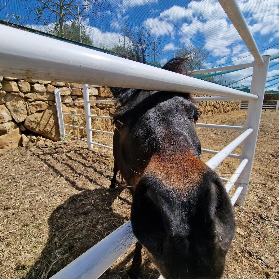 Agriturismo Il Drago Mirabella Imbaccari Kültér fotó