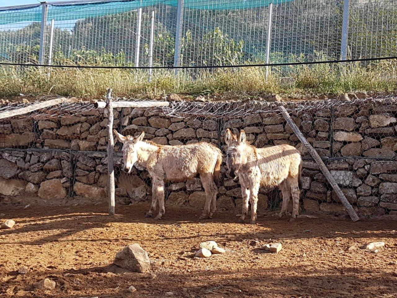 Agriturismo Il Drago Mirabella Imbaccari Kültér fotó